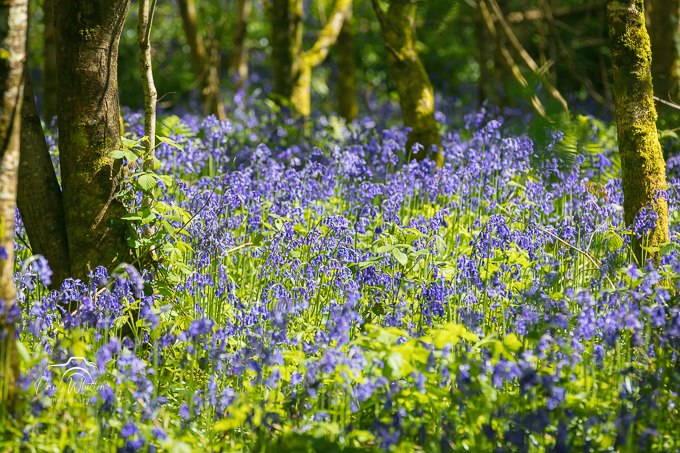 Tintern Woods